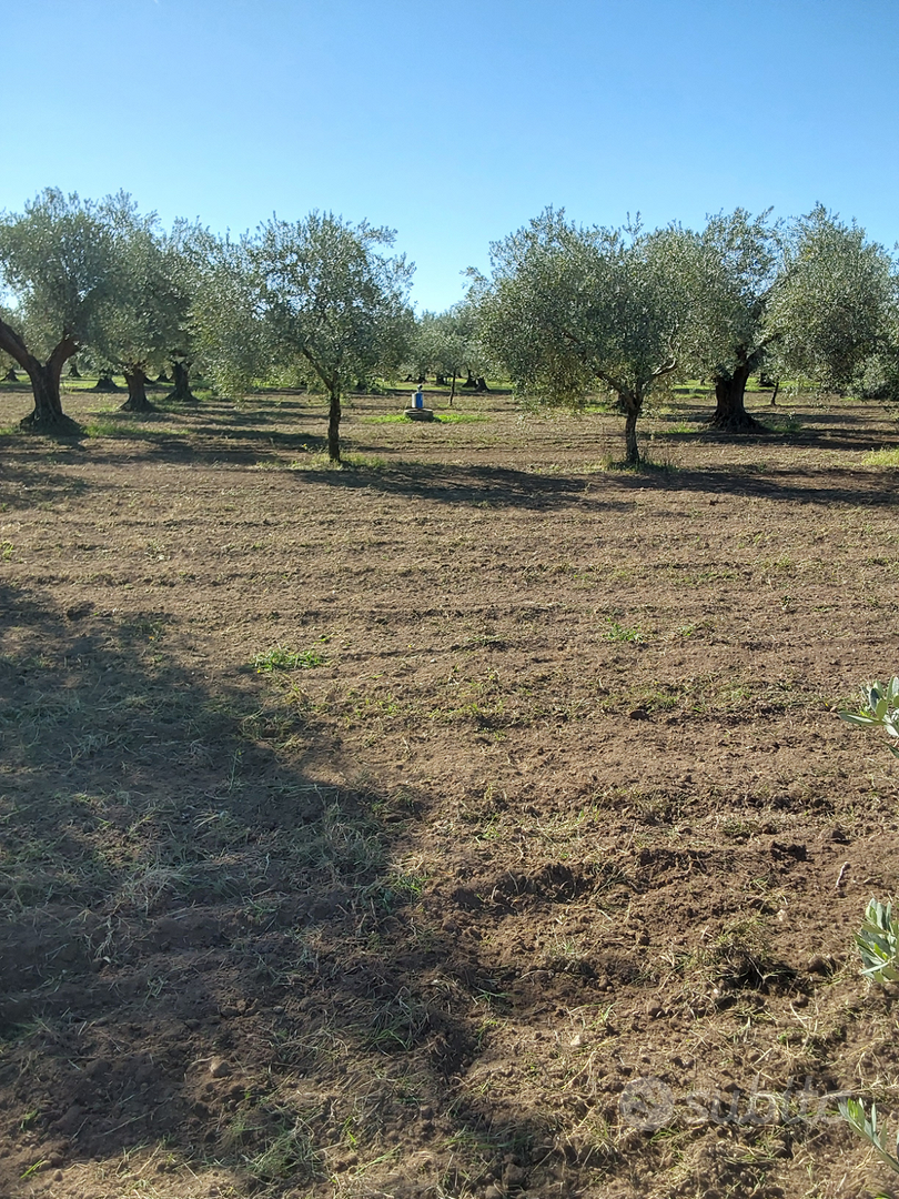 Terreno agricolo sem arborato uliveto - Vista 3
