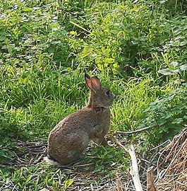 Coniglio selvatico