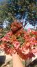 barboncino-toy-red-pedigree-enci