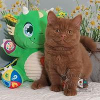 British Shorthair cinnamon