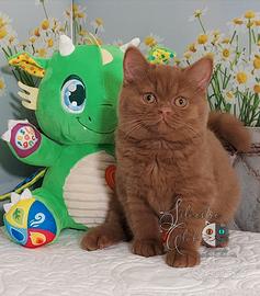 British Shorthair cinnamon