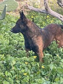 Pastore malinois
