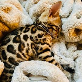 Cucciolo Gatto Bengala