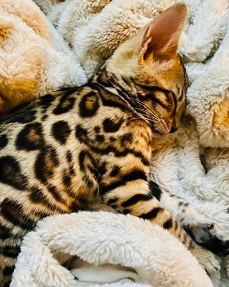 Cucciolo Gatto Bengala