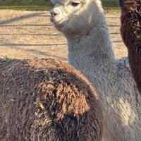 Alpaca huacaia