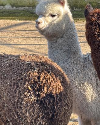 Alpaca huacaia
