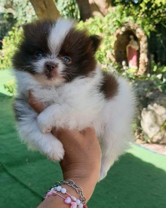 Spitz Pomerania nano