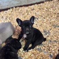 Bull dog francesi