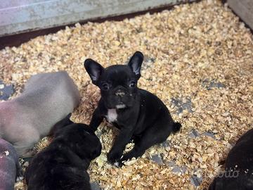Bull dog francesi