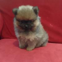 Spitz nano Pomerania