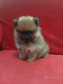 Spitz nano Pomerania