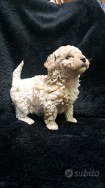 Barboncini mini toy red