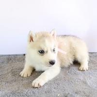 Siberian husky cuccoli hanno pedigree