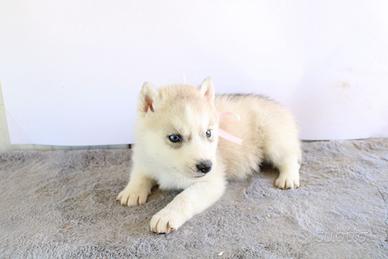 Siberian husky cuccoli hanno pedigree
