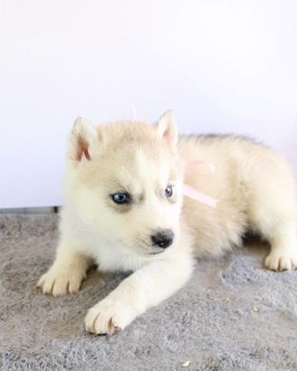 Siberian husky cuccoli hanno pedigree
