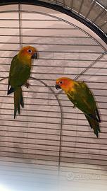 Pappagalli pappagallo Conuro del sole