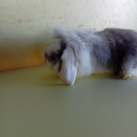 Coniglio Ariete d'angora