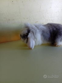 Coniglio Ariete d'angora