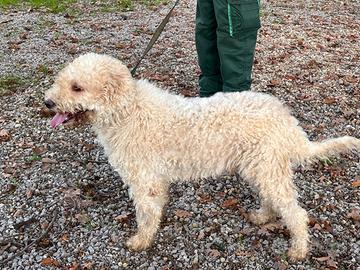 Lagotto Romagnolo addestrato a tartufo