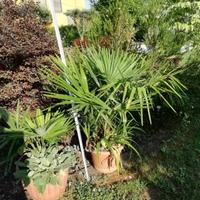 palme cinesi 