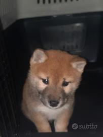 Cane shiba inu