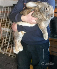 Conigli di razza