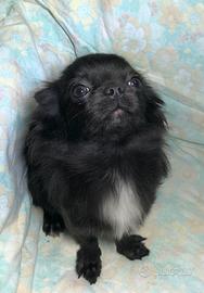 Chihuahua maschio