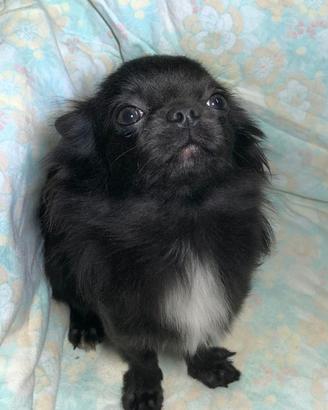 Chihuahua maschio