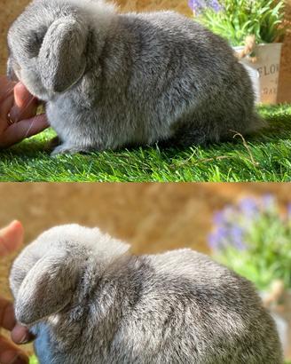 Coniglio nano ariete minilop