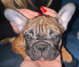 Bulldog francese