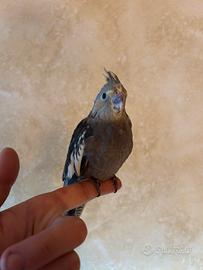 Calopsite allevata a mano