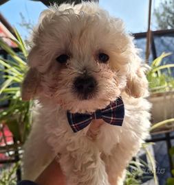 Barboncino maschietto