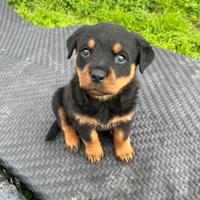 Cuccioli di rottweiler