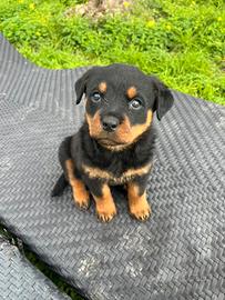 Cuccioli di rottweiler
