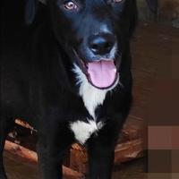 Cagnolino in adozione