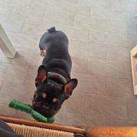 Bulldog francese