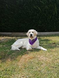 Cuccioli di Golden Retriever