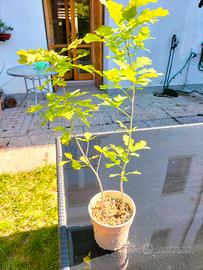 pianta di quercia 