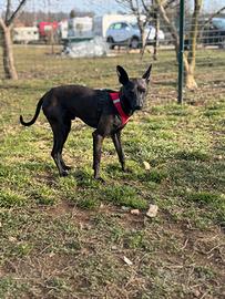 Piccolo Levriero Italiano