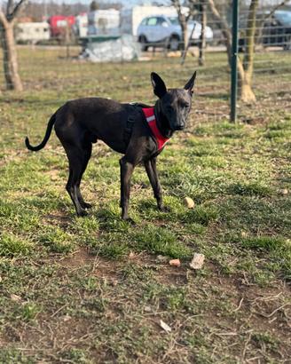 Piccolo Levriero Italiano