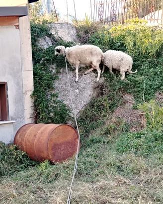 Pecora