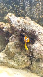 pesce labride giallo