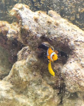pesce labride giallo
