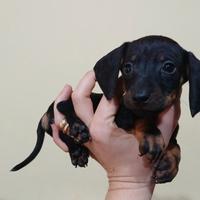 Bassotti kaninchen/nano piccoli