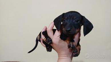 Bassotti kaninchen/nano piccoli