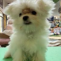 Maltese coreano