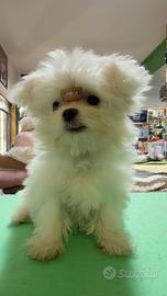 Maltese coreano