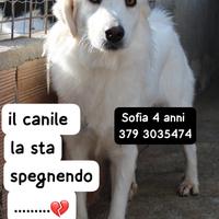 SOFIA 4 ANNI 18/20 kg