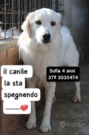 SOFIA 4 ANNI 18/20 kg