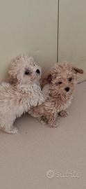 Maltipoo mini toy